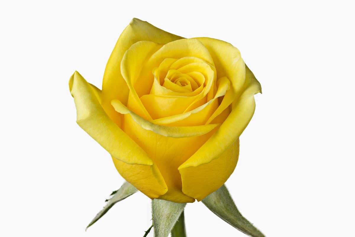 Yellow Rose Color Meaning