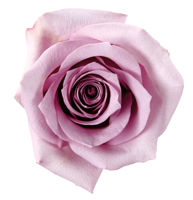 Purple Rose Color Meaning