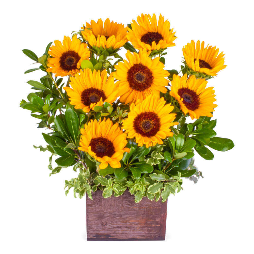 Sunflowers Baltimore MD