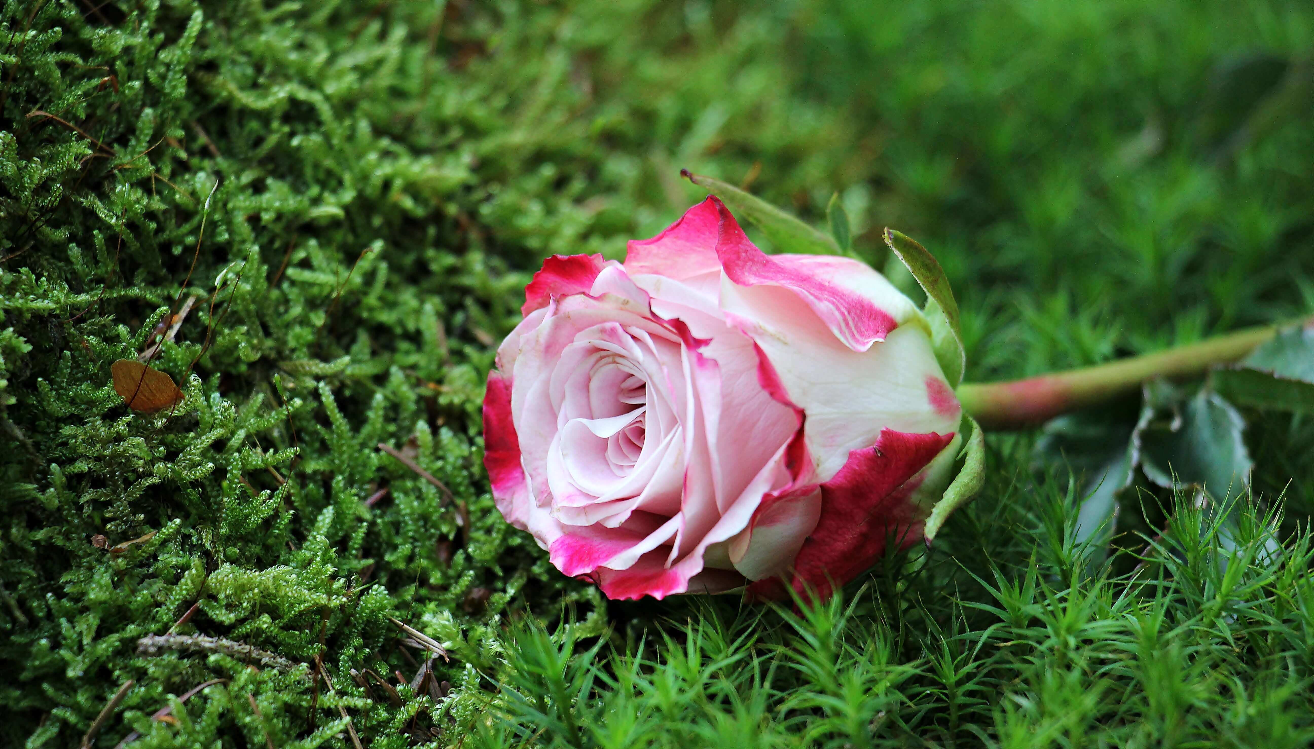 white gulab flower