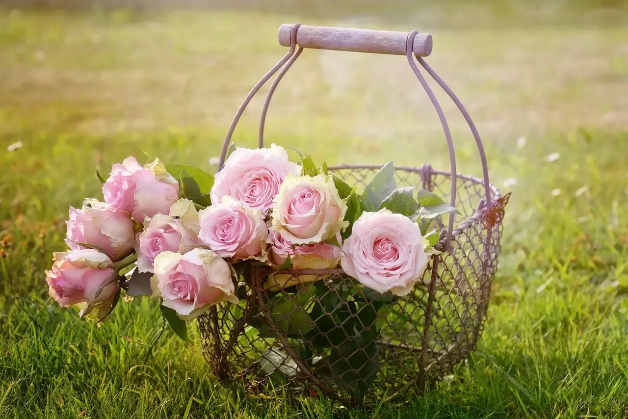 Valentine's Day Rose Flowers