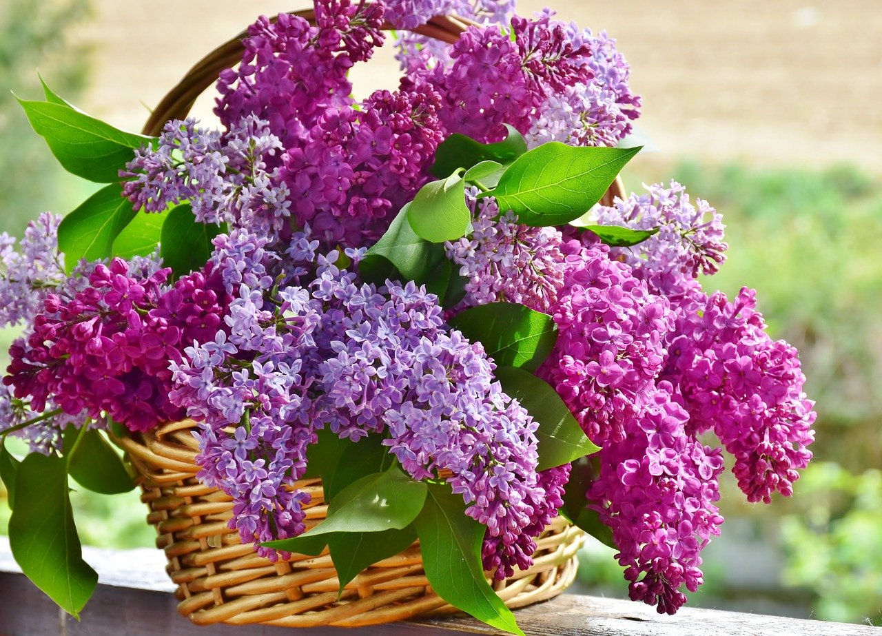 Lilacs flower for Valentine’s Day