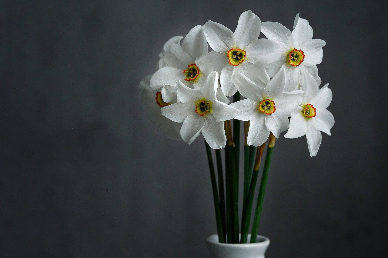 Daffodil flower for valentine day