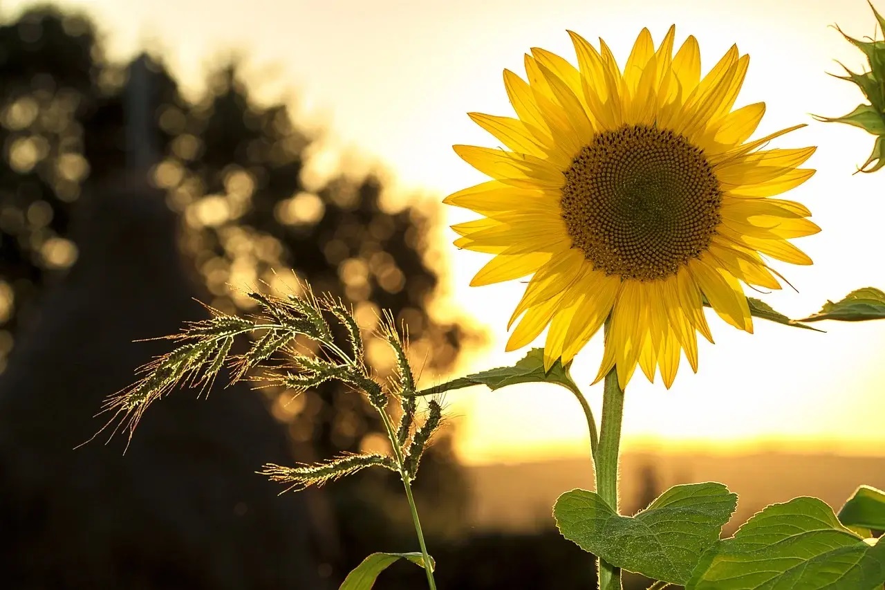 Sunflowers Flower