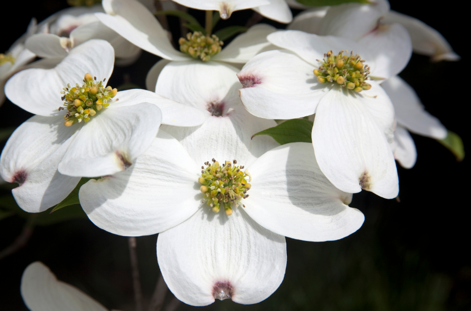 What is the state flower of Virginia?