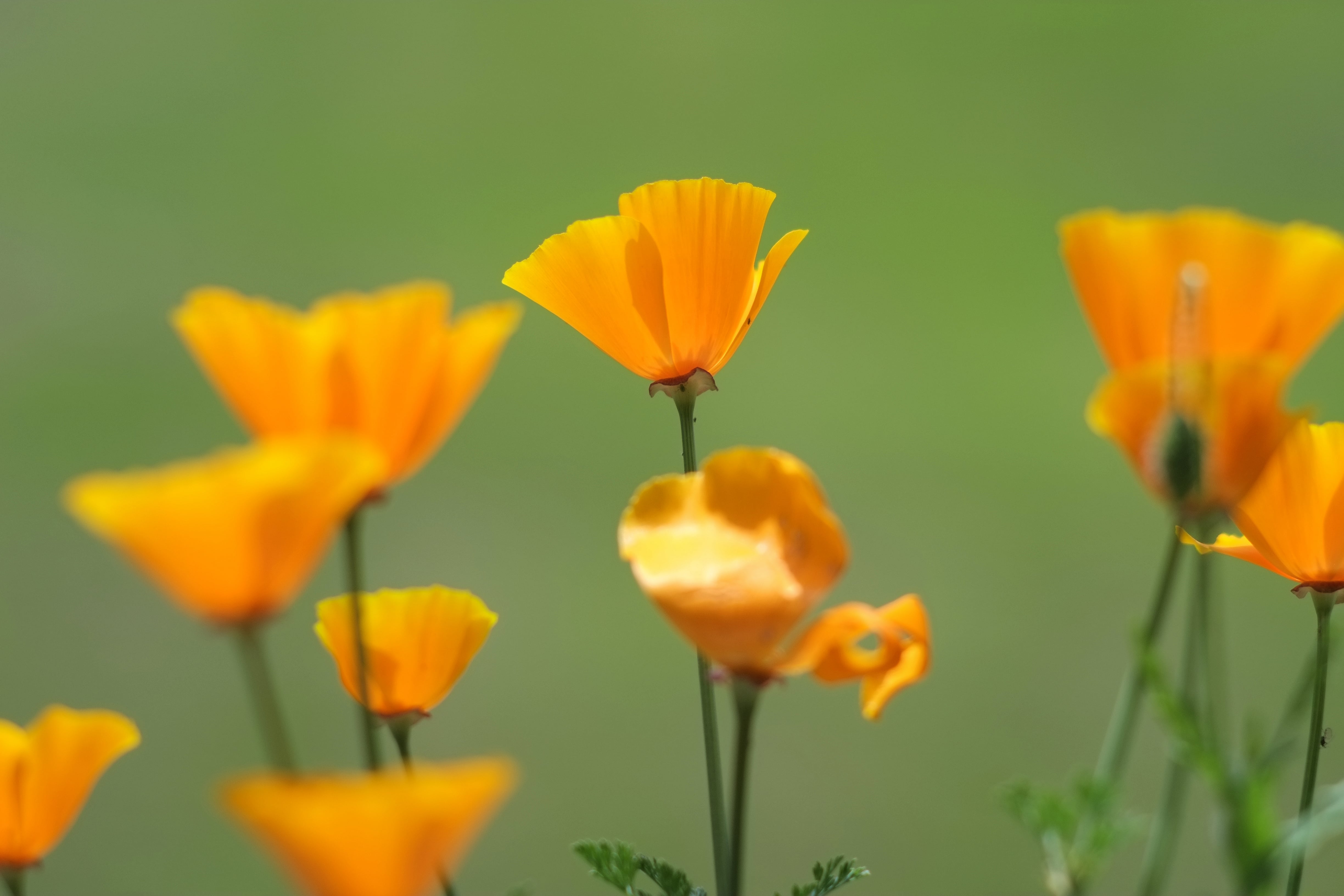 orange poppy flower meaning