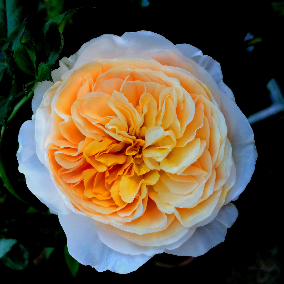 6 Fascinating Facts About Roses That You Probably Didn't Know