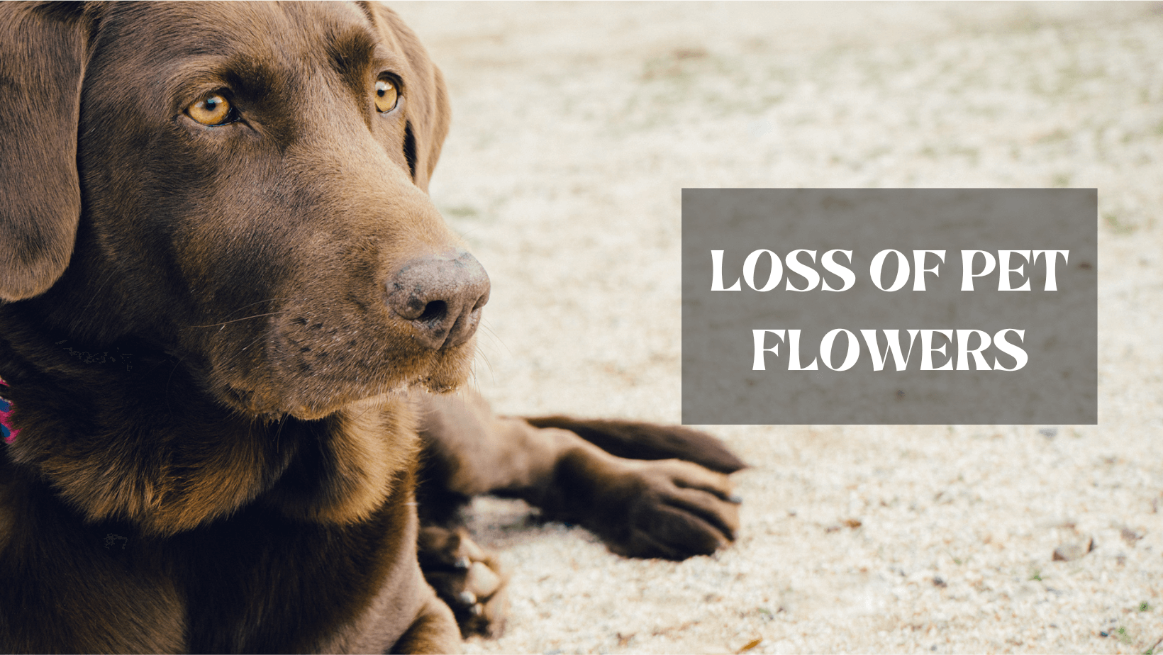 Types Of Sympathy Flowers For The Loss Of A Pet | Hockessin Florist ...