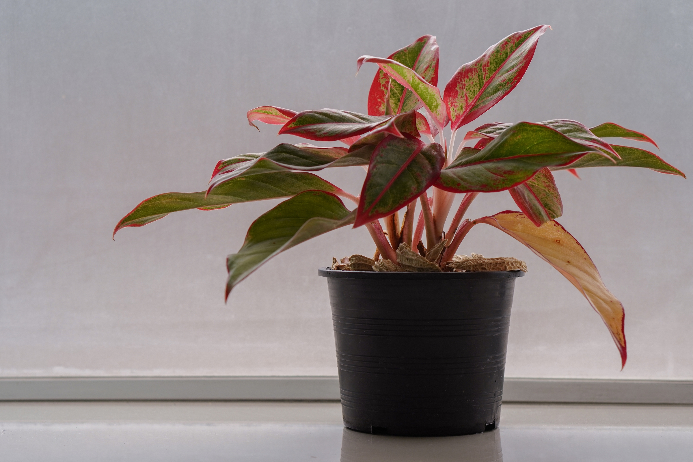 Chinese Evergreen