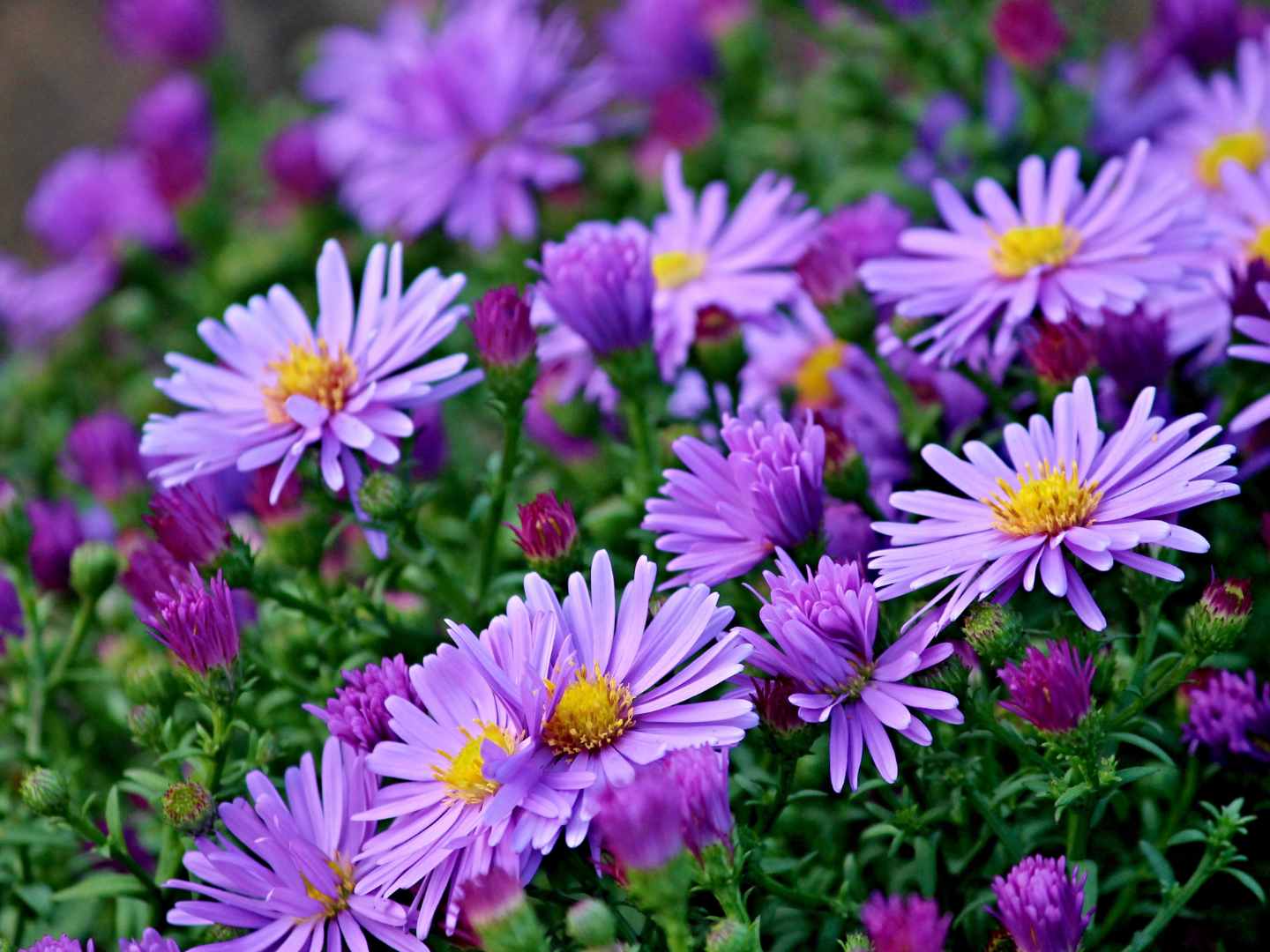 Aster purple flowers
