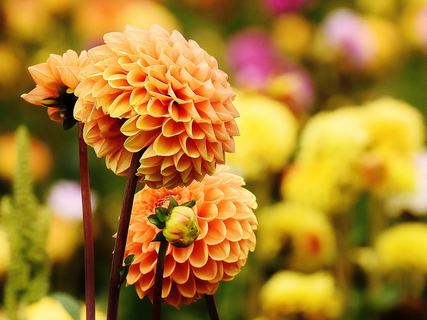 Yellow orange Dahlia flowers