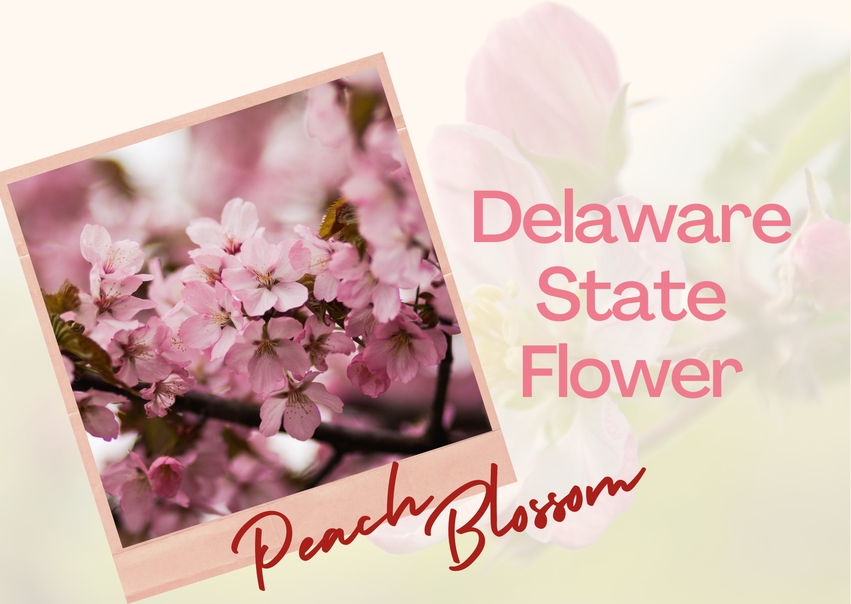 Plant a Delaware state flower and enjoy a peachy view