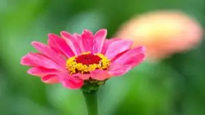 Zinnia