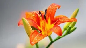 Daylily