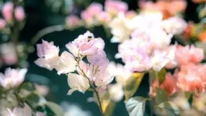 Bougainvillea