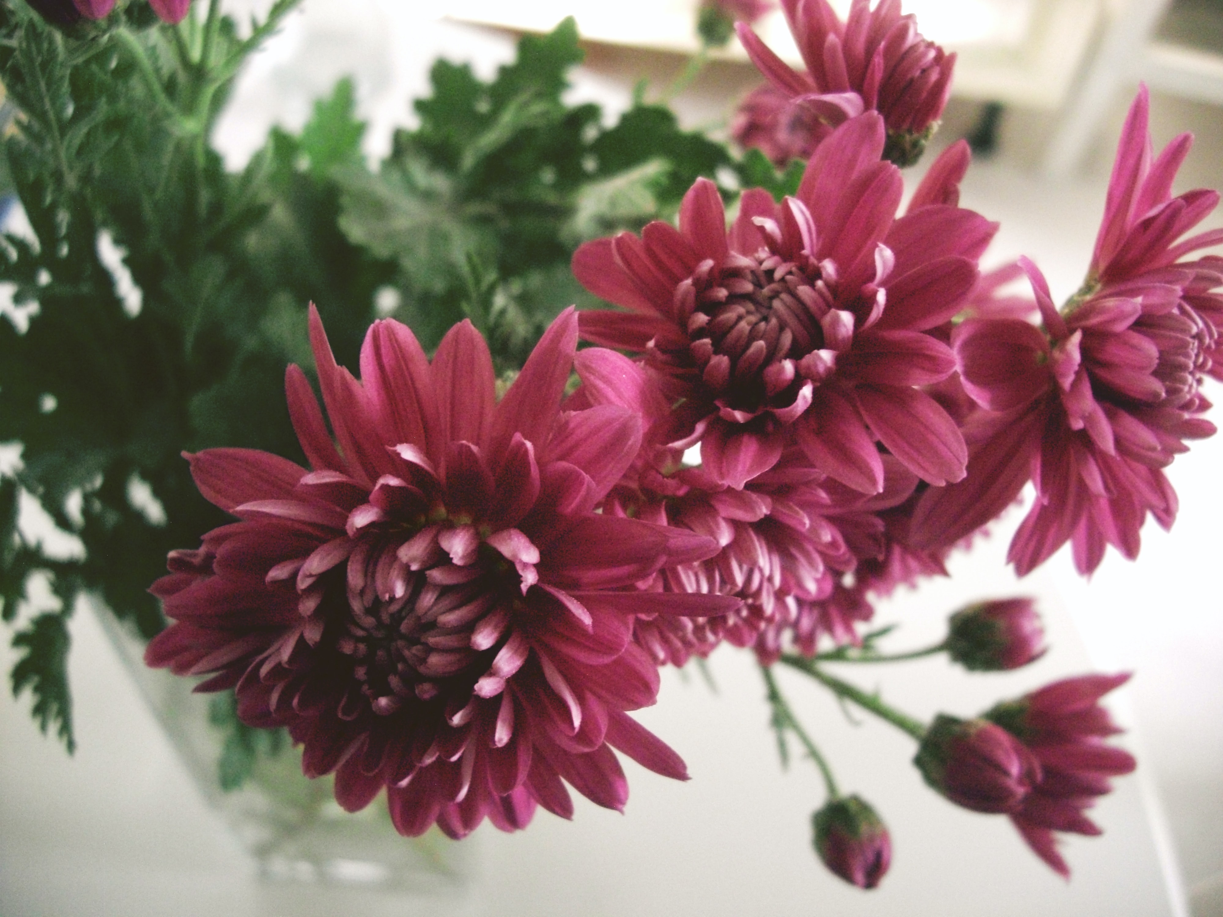 Chrysanthemums Flower