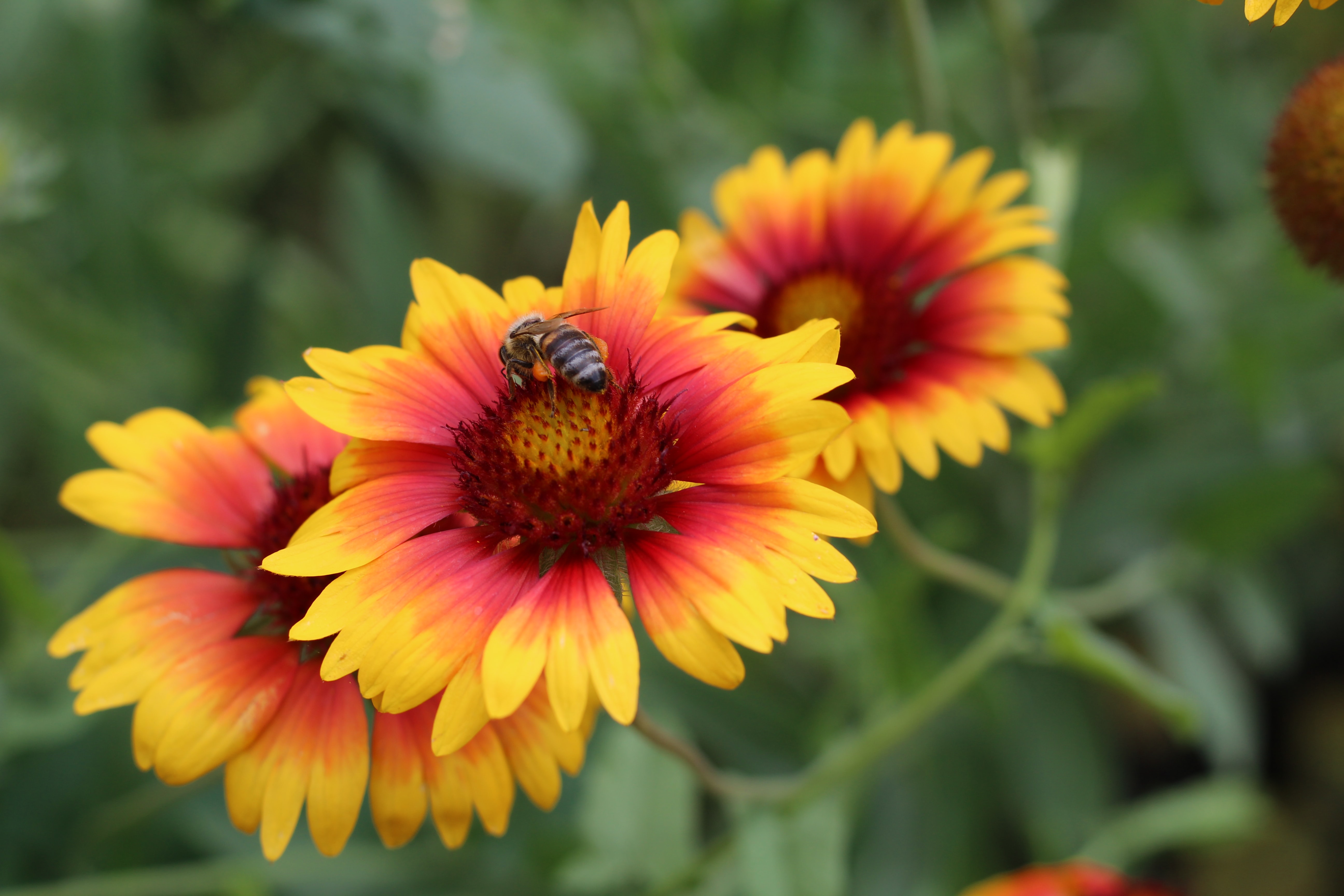 Blanket flower