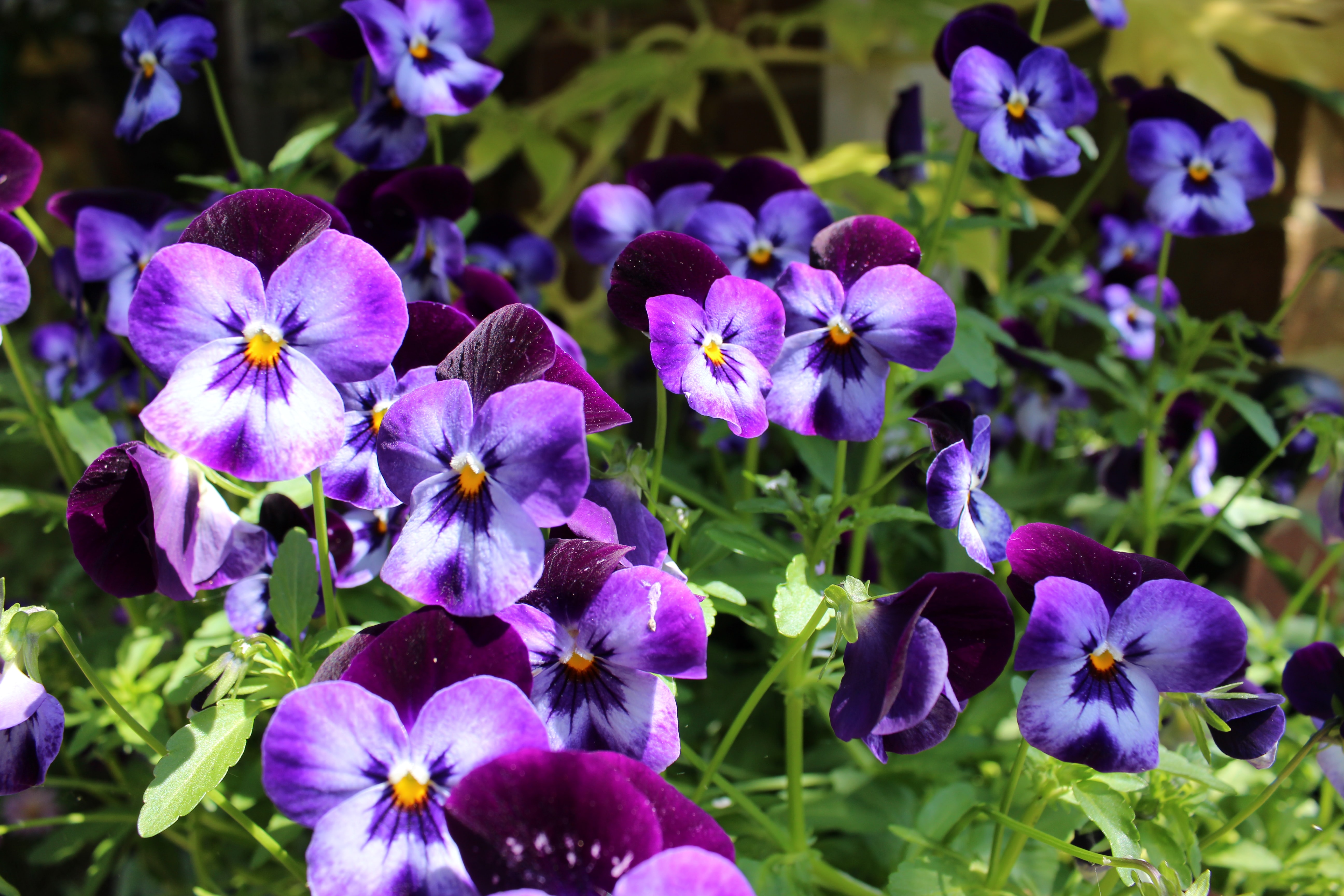 Pansy