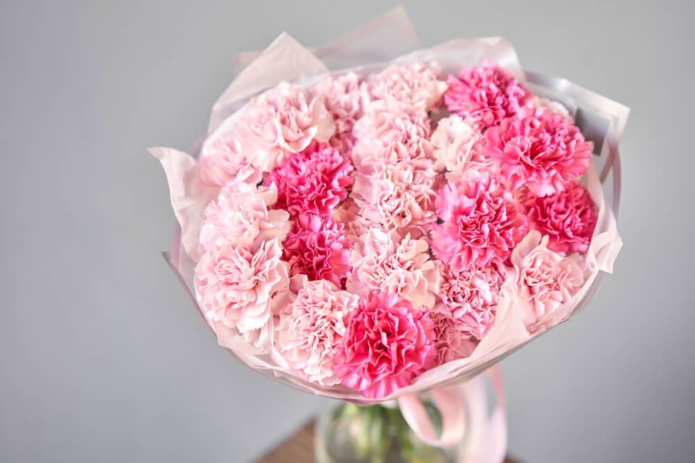 Carnations flower for thanksgiving