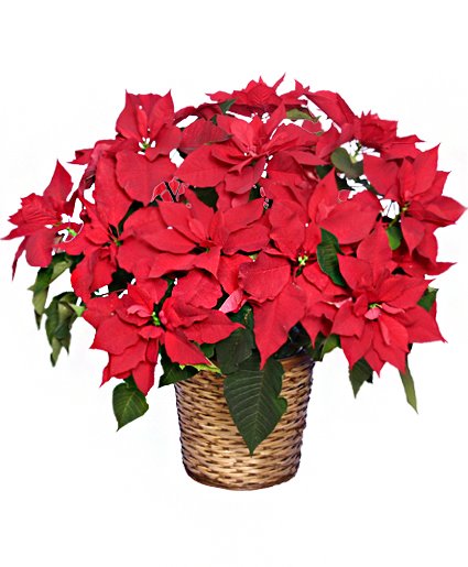 Poinsettia for christmas