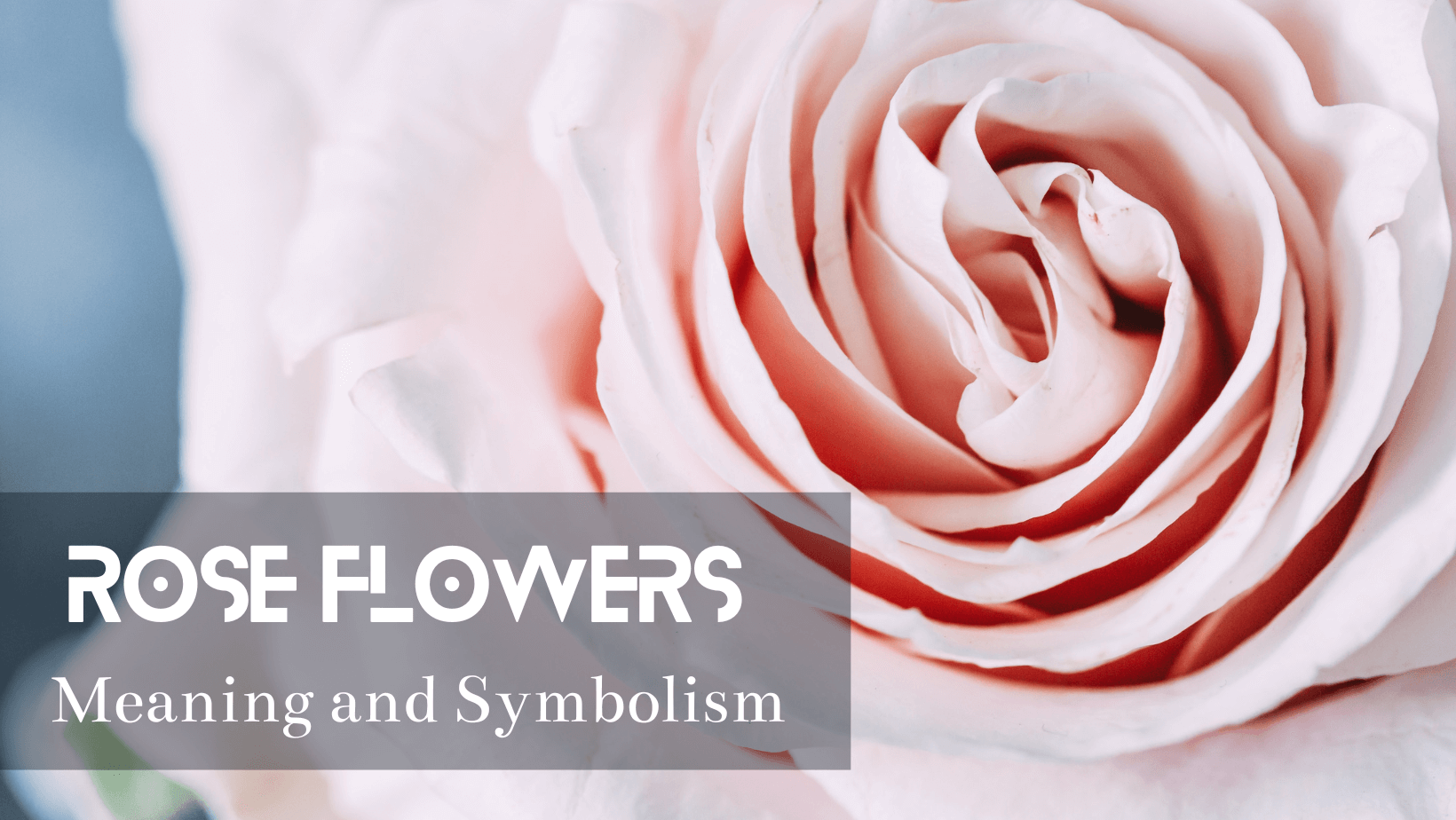 Meanings Behind Red Flowers (Other Than Red Roses!) - Flower