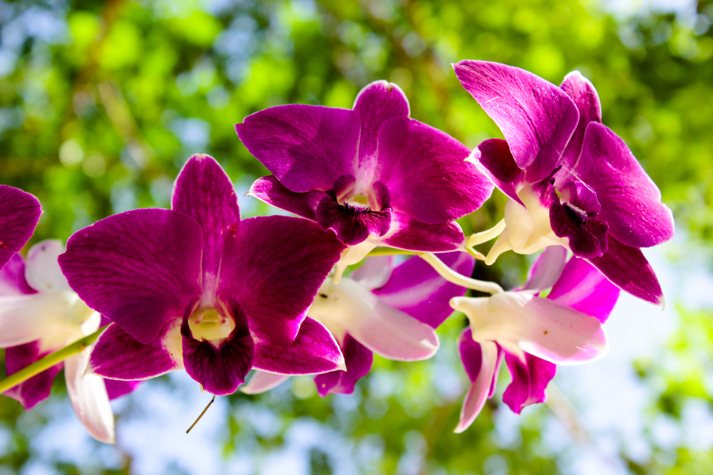 orchid flowers