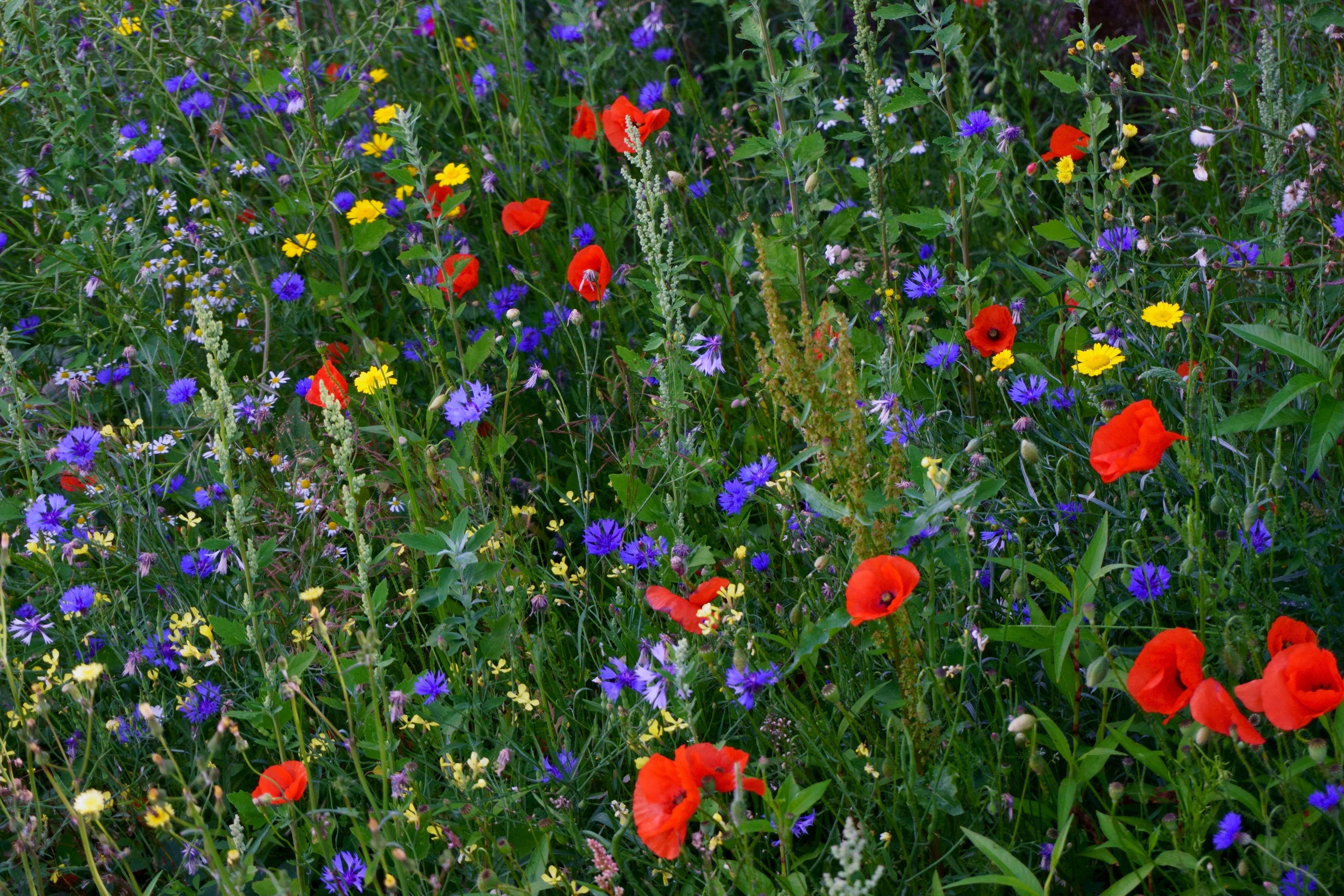 Beautiful Winter Flowers you can grow all Winter from Lovely Floral