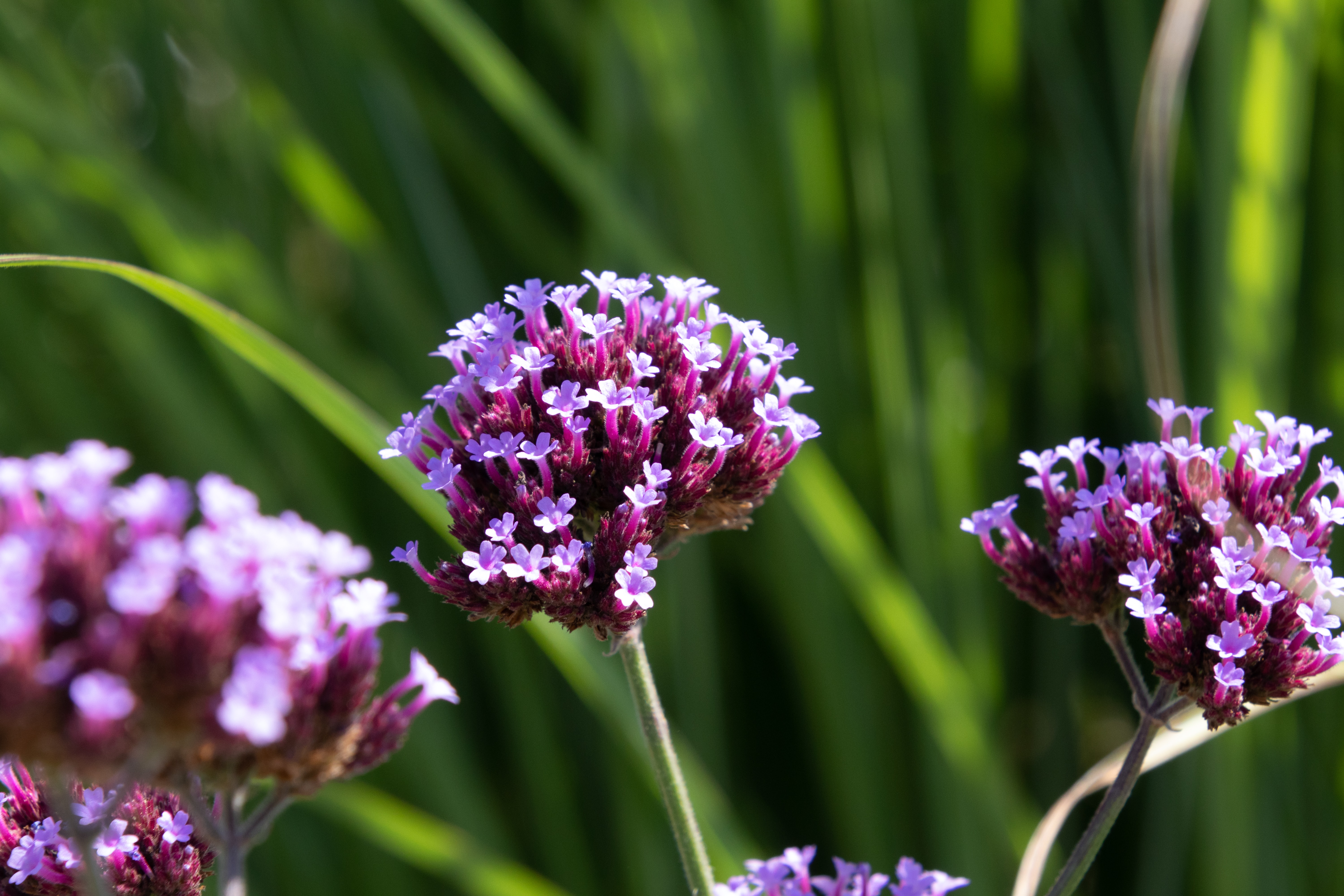 Beautiful Winter Flowers you can grow all Winter from Lovely Floral