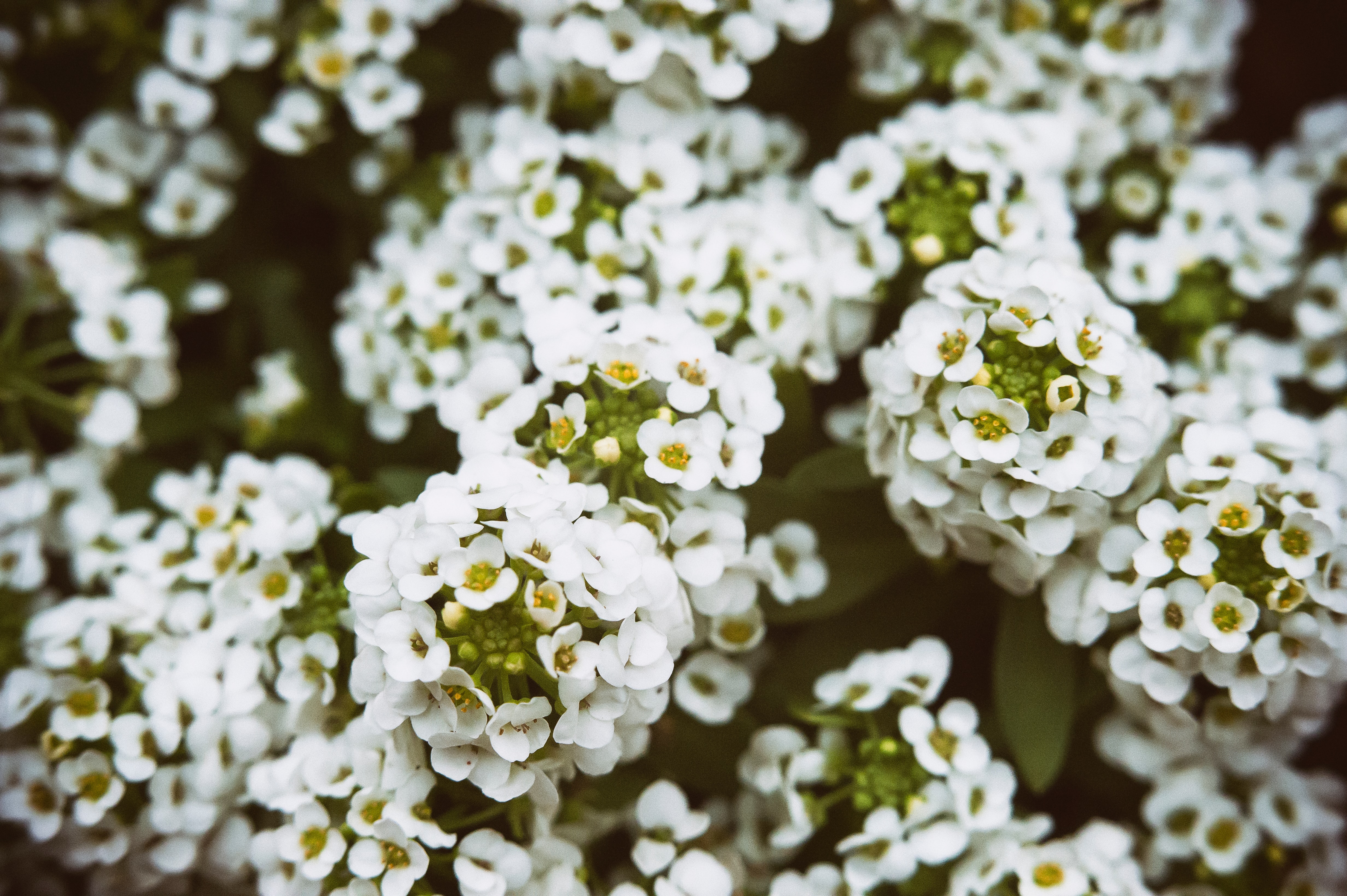 Beautiful Winter Flowers you can grow all Winter from Lovely Floral