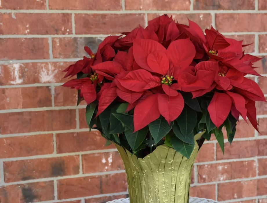 christmas Plant poinsettias