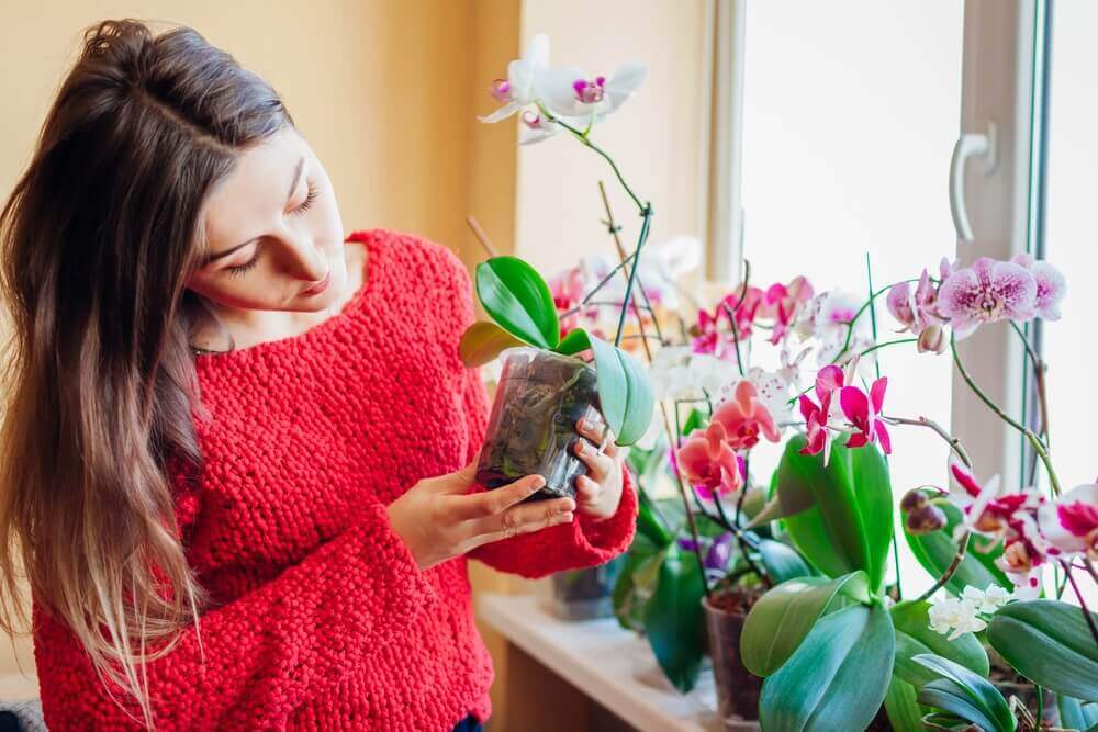 Orchid - grand rapids MI florist