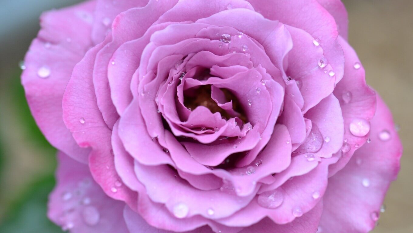 Lavender rose