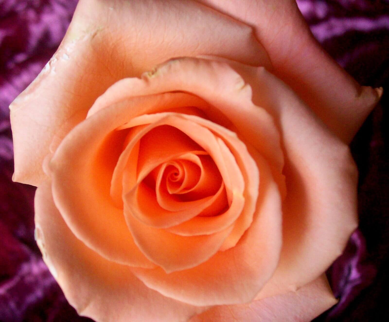 Peach rose