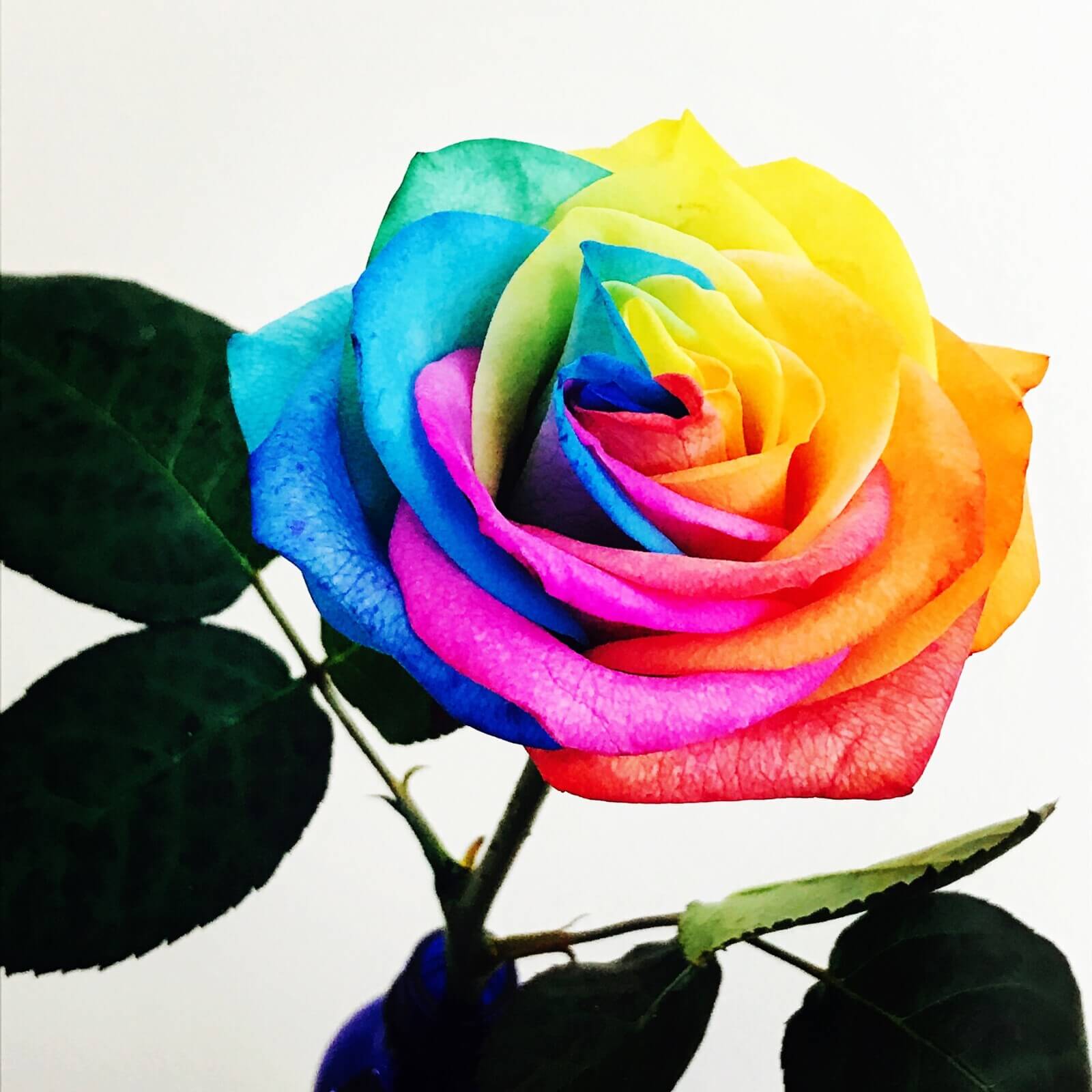 Rainbow rose