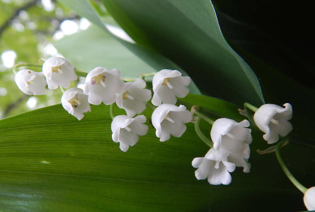 Lily of valley Plant