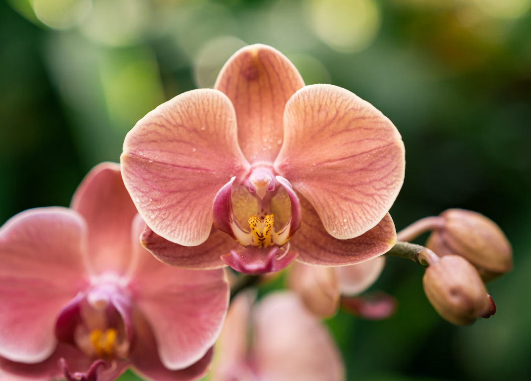 Orchid Plant- Easton Pa Florist