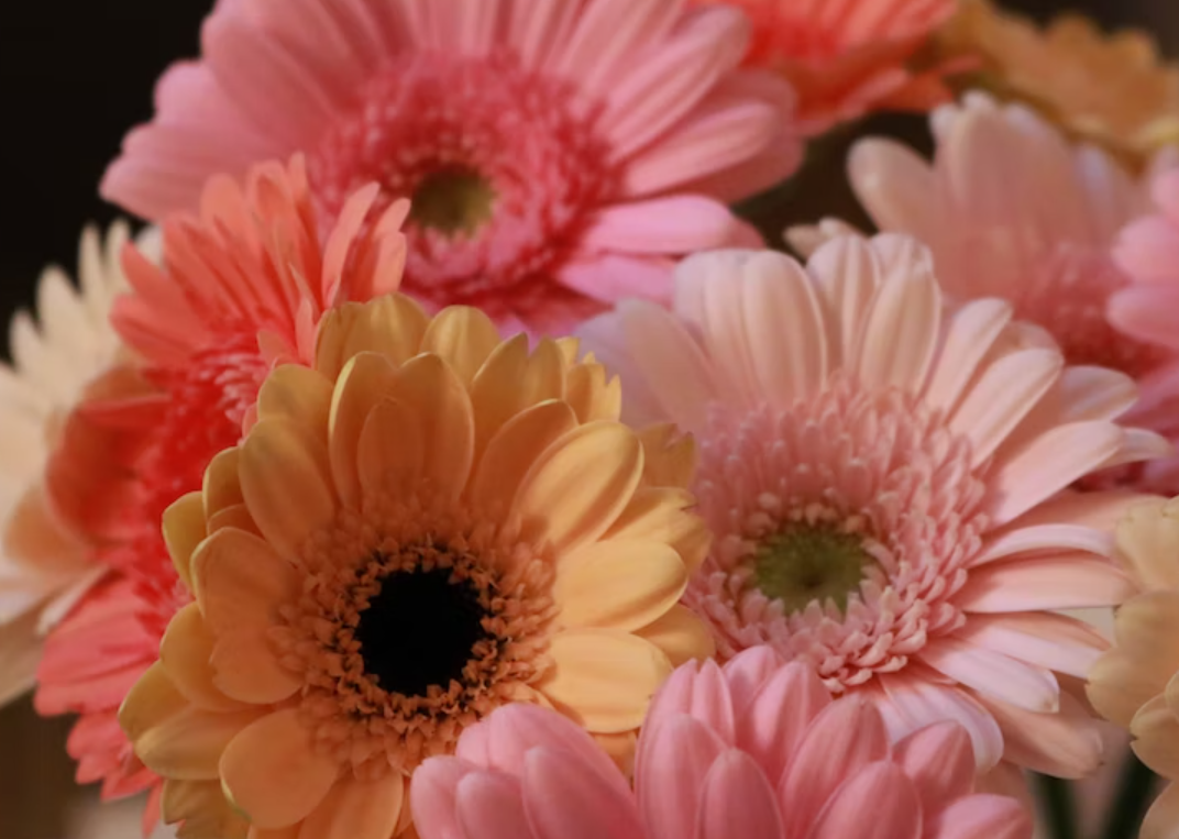 Gerbera Daisy- Easton PA Florist