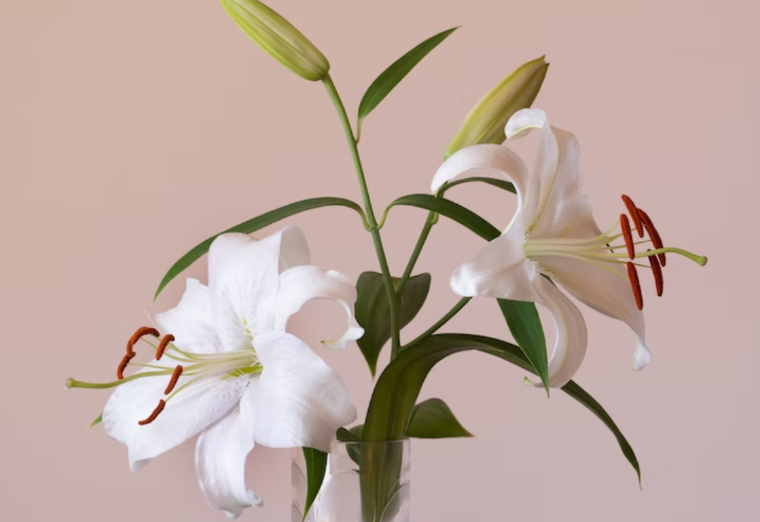 Lily flower- Easton Pa Florist
