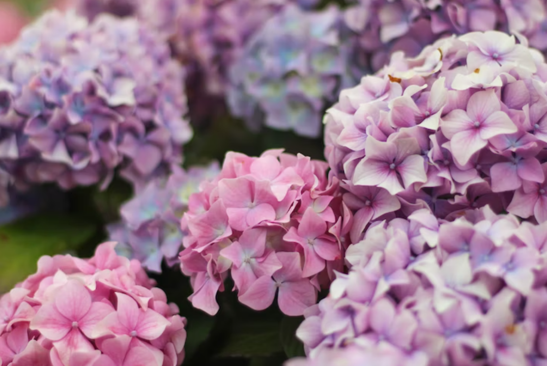 Hydrangea Flowers-Easton PA Florist