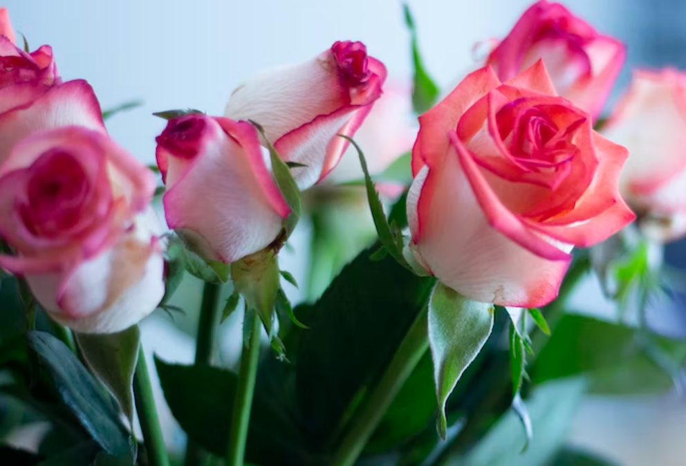 Roses- Easton PA Florist