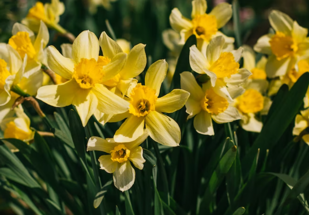 Daffodil- Easton PA Florist