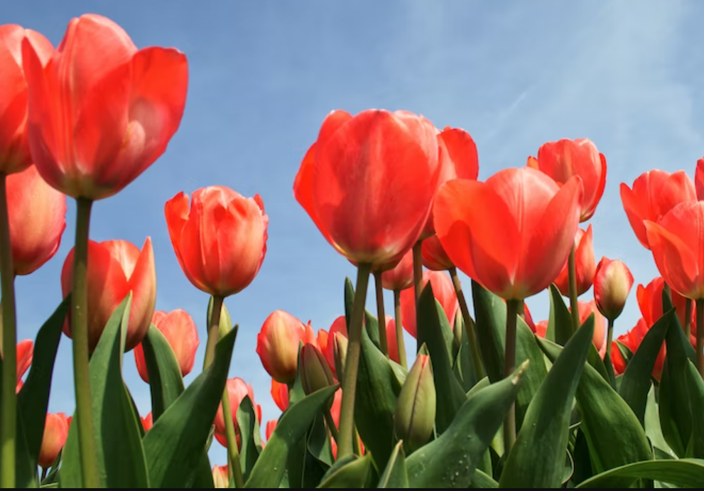 Tulips-- Easton PA Florist
