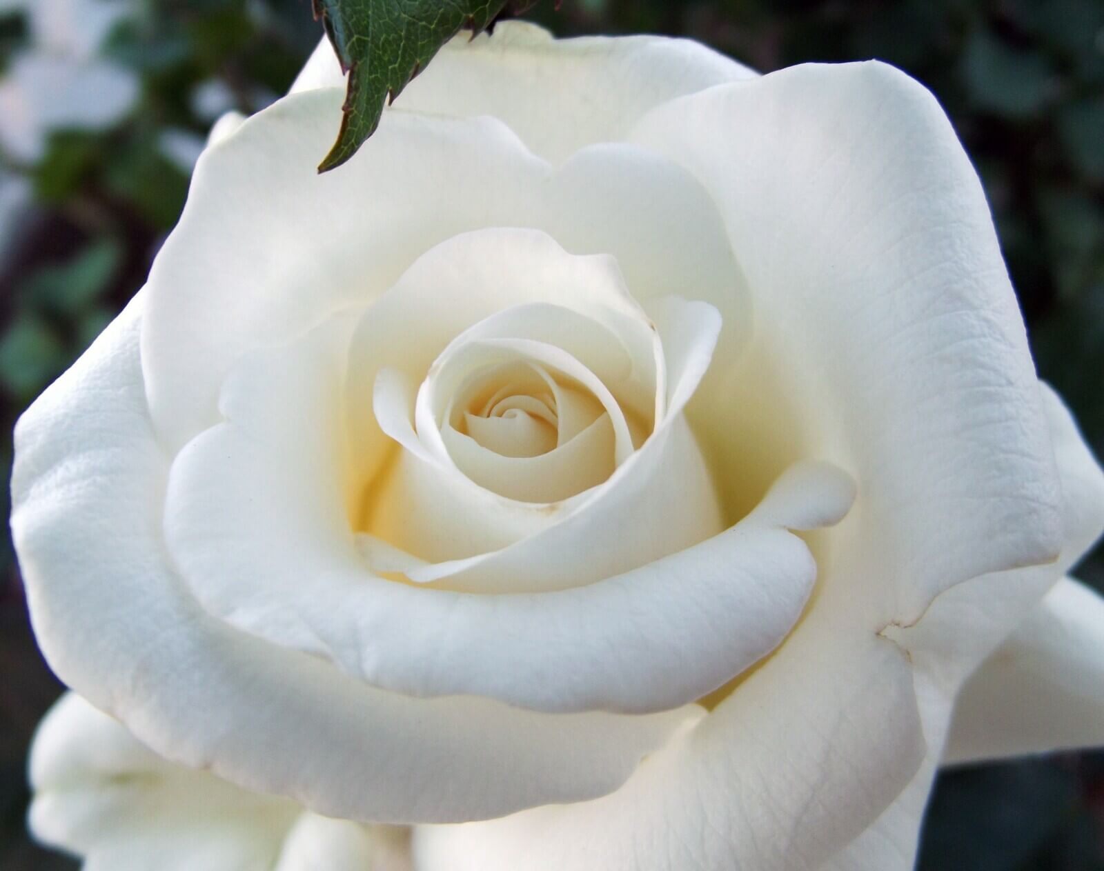 White Rose for Valentine's day