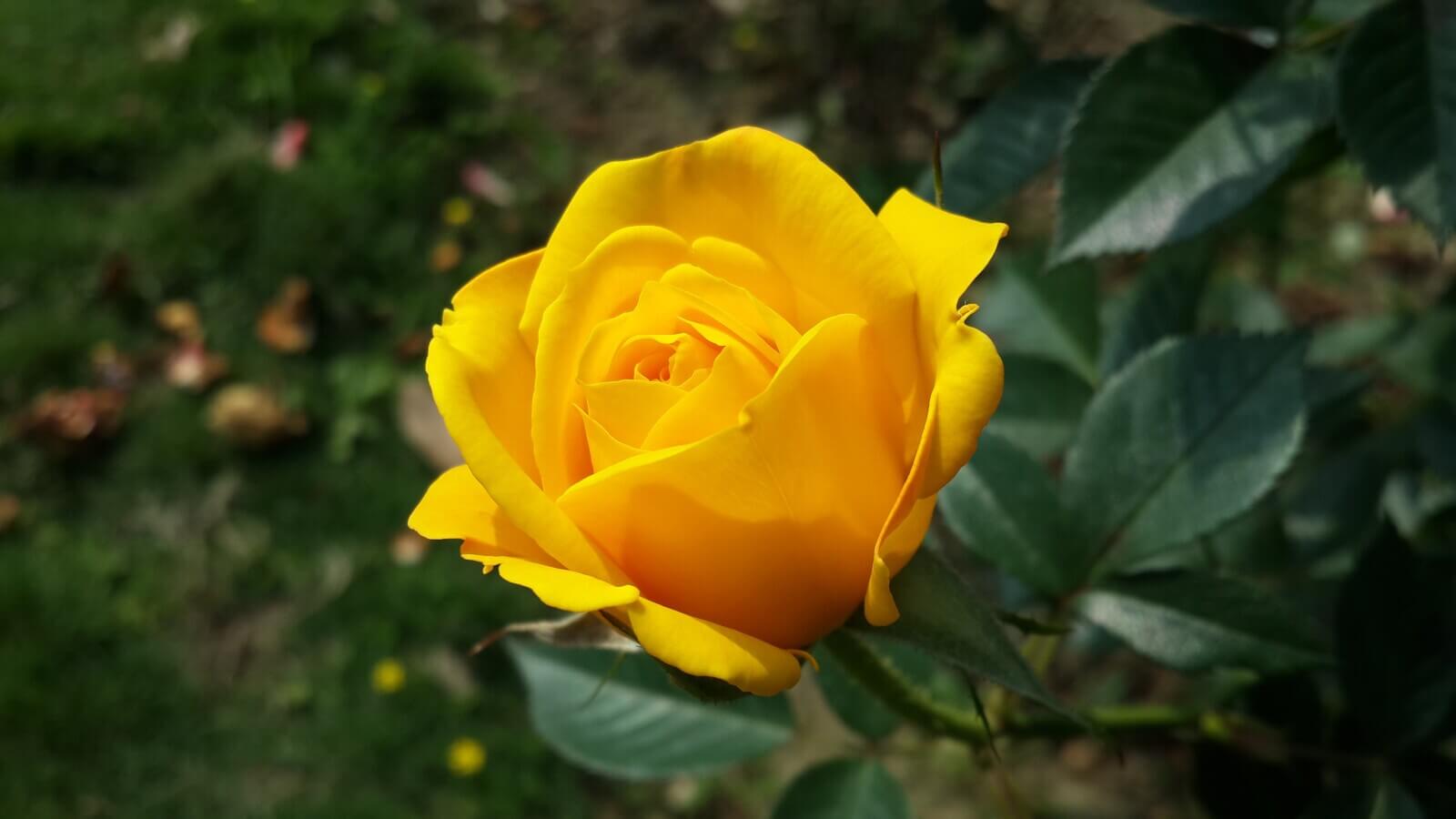 Yellow rose for valentine’s day