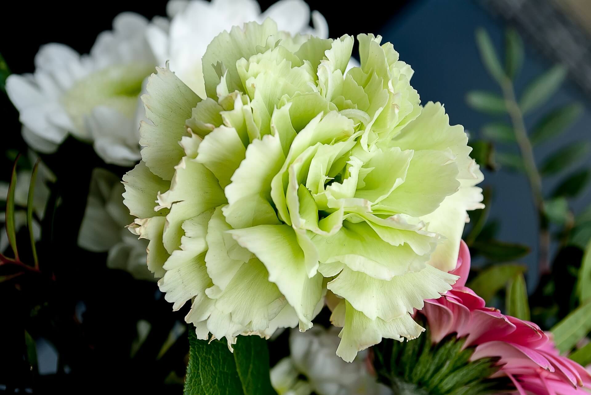 Green carnations