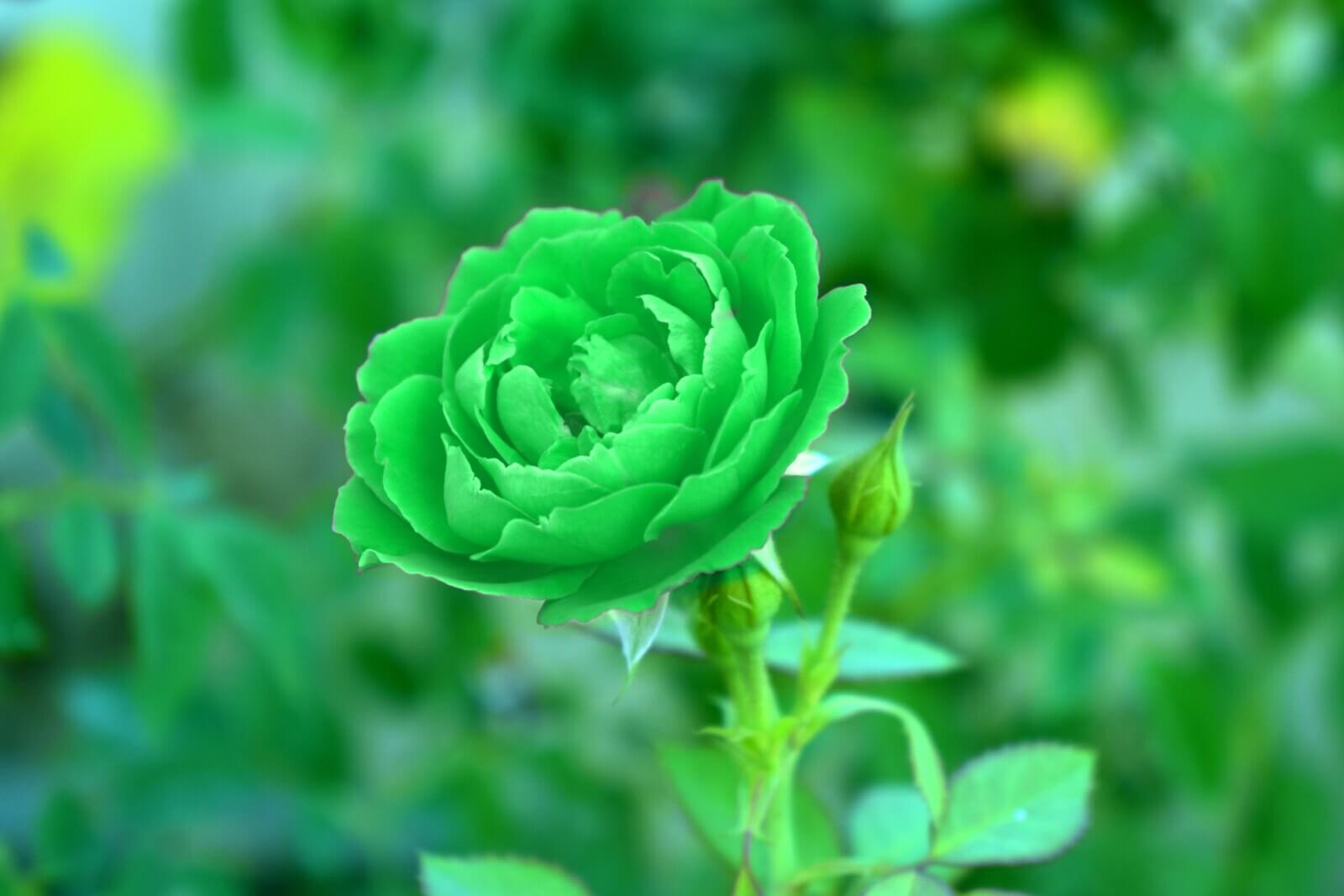 Green Rose