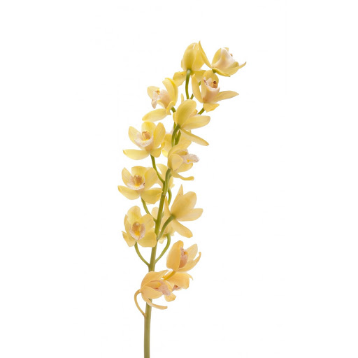 Cymbidium Orchid