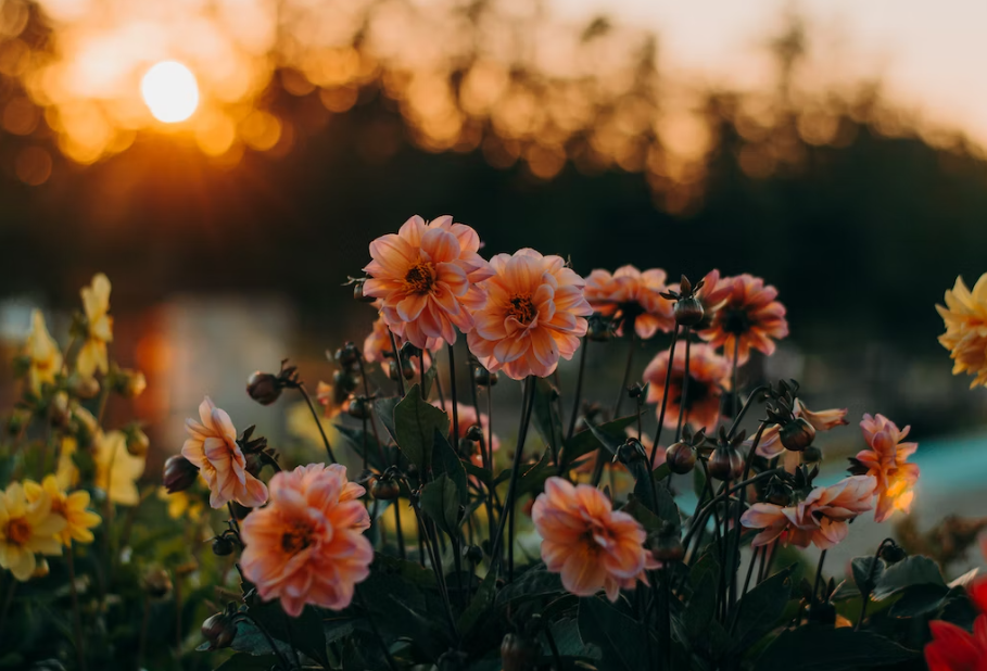 flowers for mother