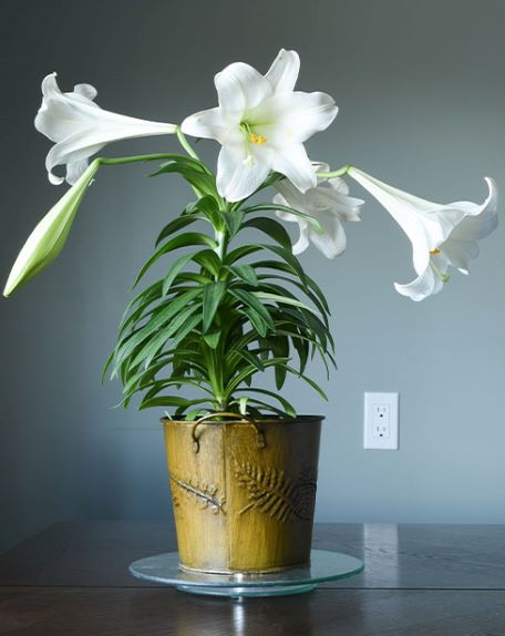 Easter lily