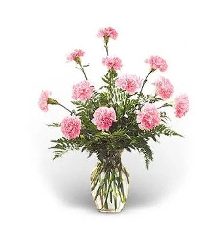 12 Pink Carnations Arranged